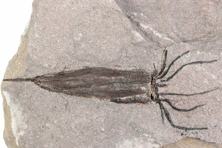 Fossil Eocrinoid (Ascocystites) - El Kaid Rami, Morocco #376542